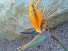 Strelitzia