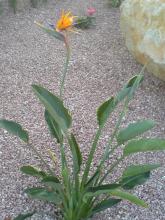 Strelitzia